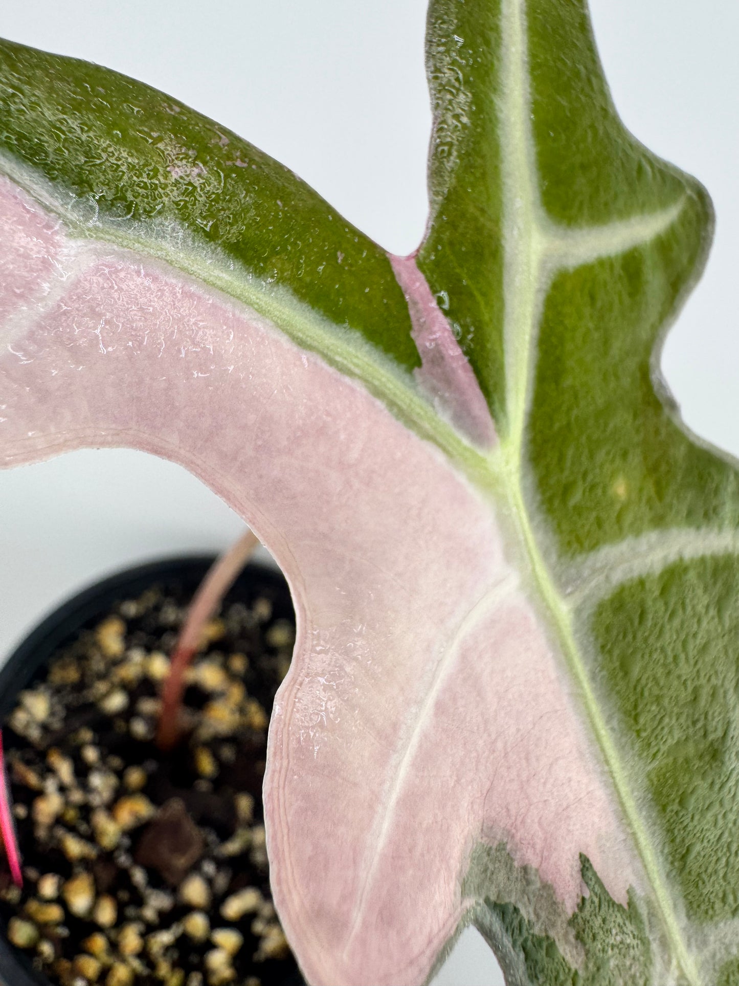 4” Alocasia Nobilis ‘Pink’ Variegated