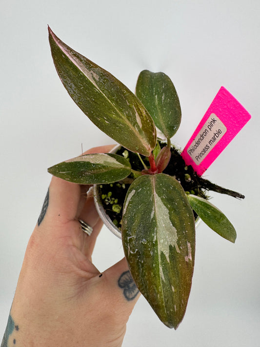 Philodendron Pink Princess marble