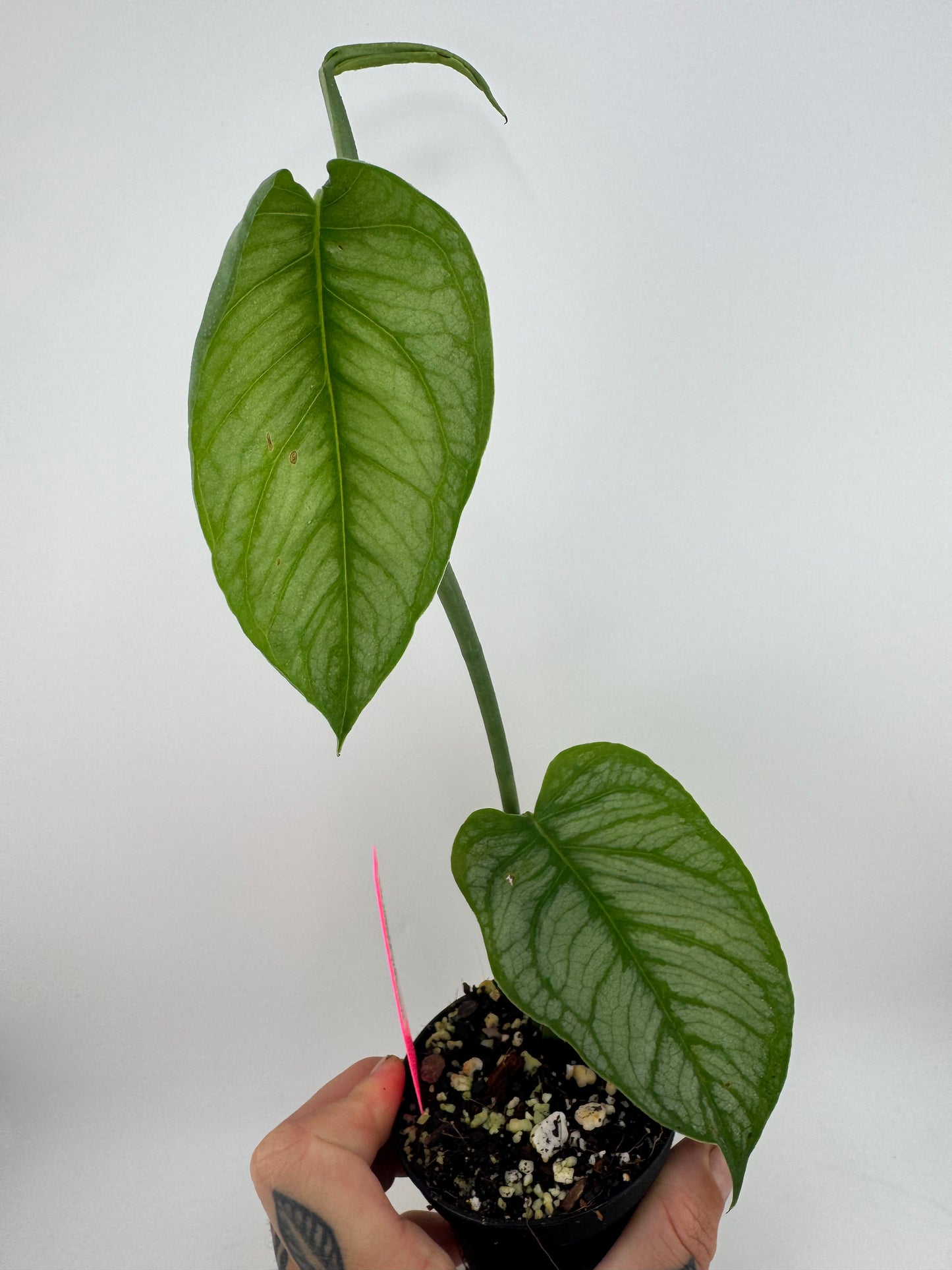 Monstera Siltpecana ‘El Salvador’
