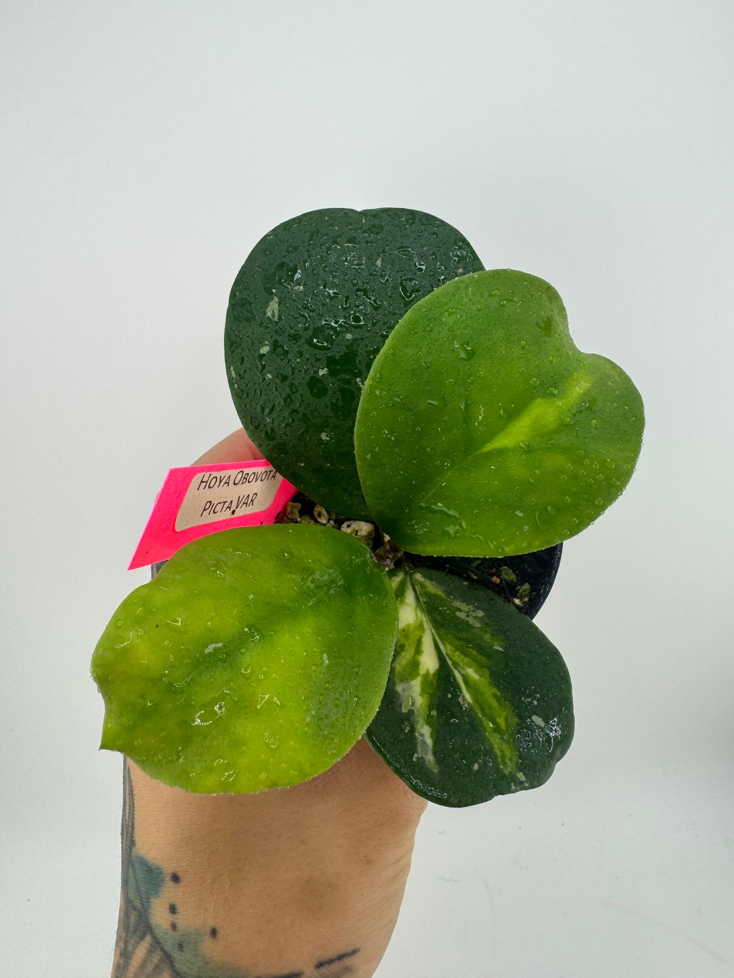 Hoya Obovota ‘Picta’ Inner Variegated