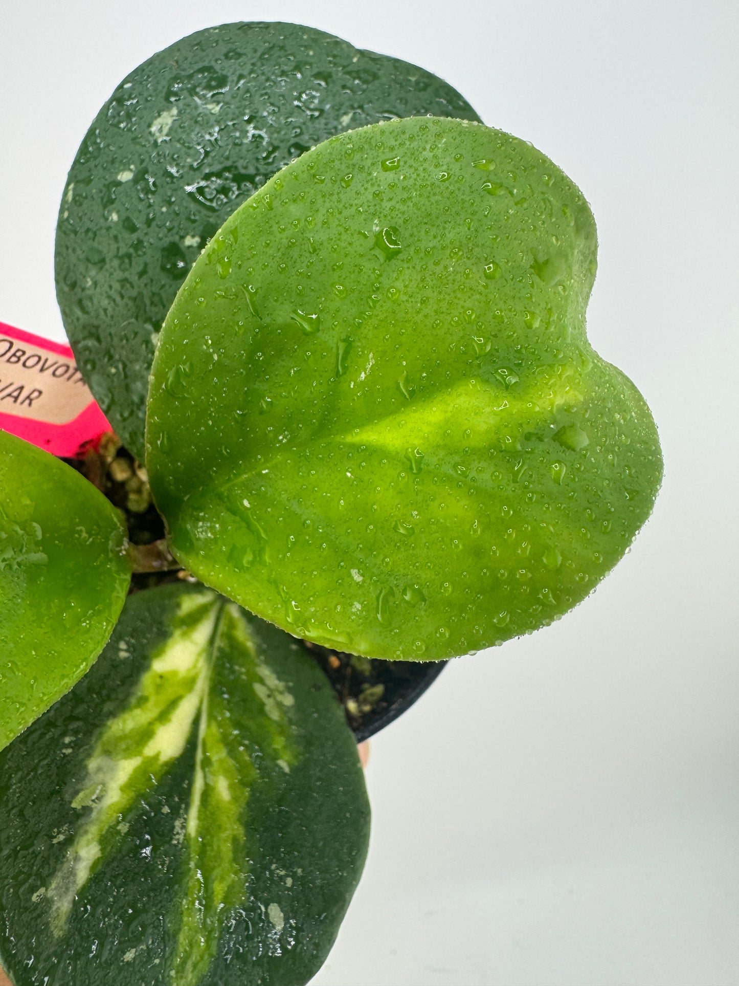 Hoya Obovota ‘Picta’ Inner Variegated