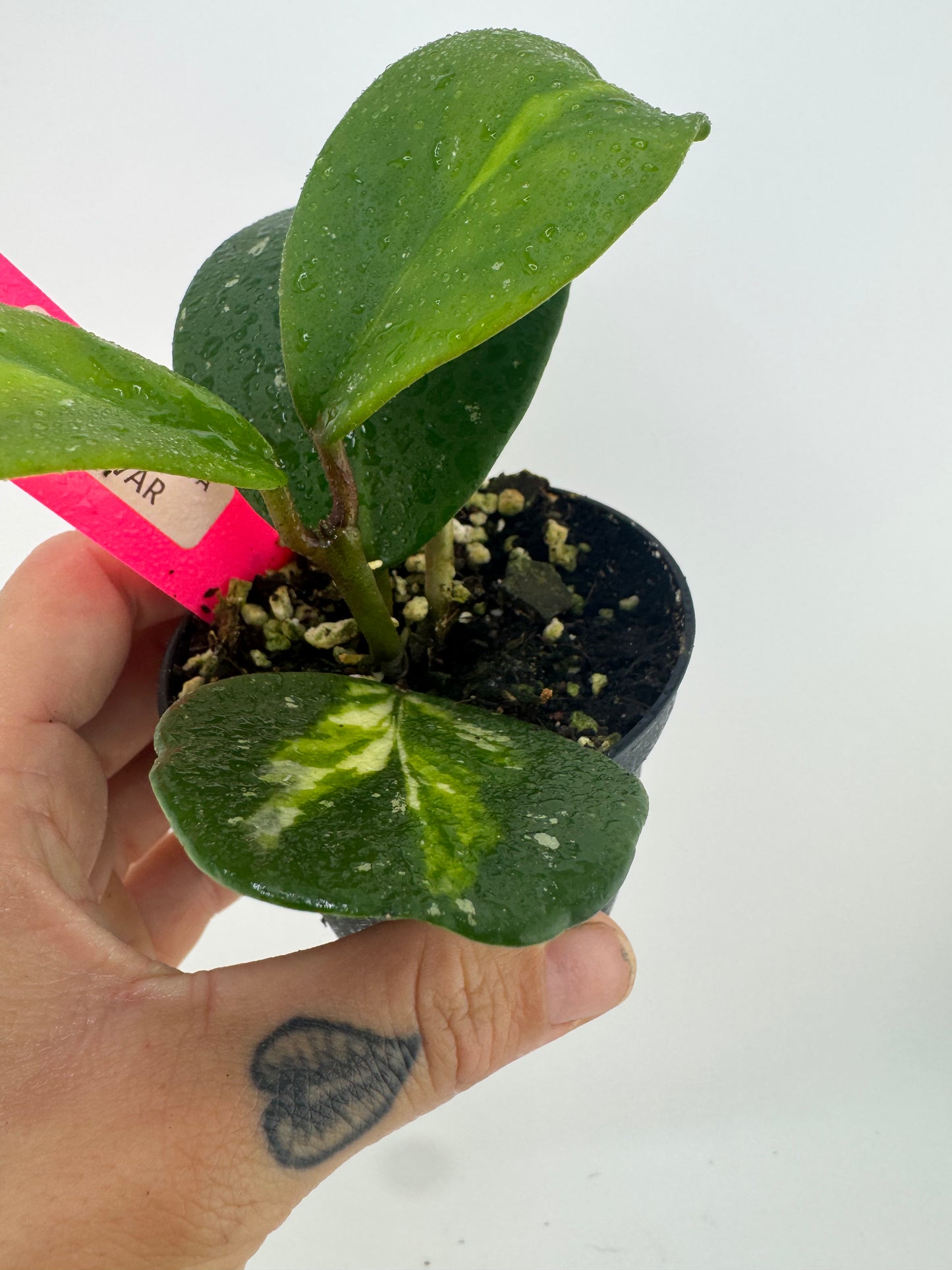 Hoya Obovota ‘Picta’ Inner Variegated