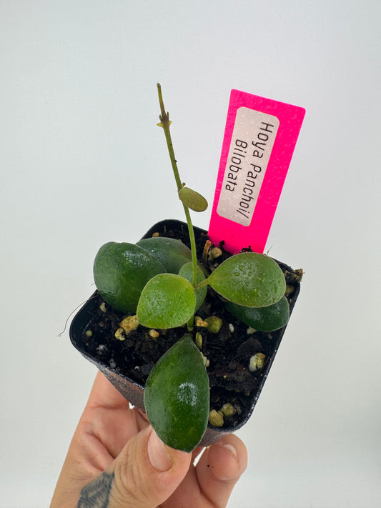 Hoya ‘Panchoi’ AKA ‘Bilobata’
