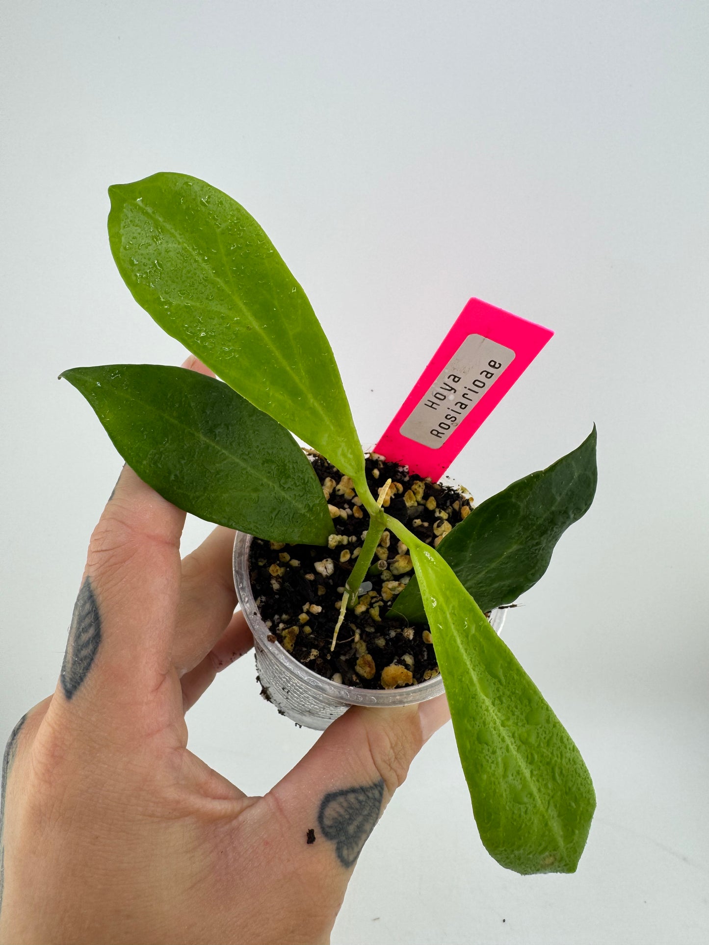 Hoya Rosiarioae