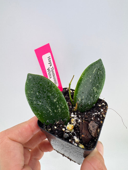 Hoya Thomsonii White