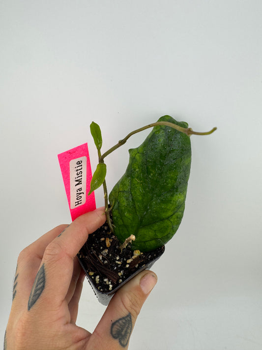 Hoya Mistie