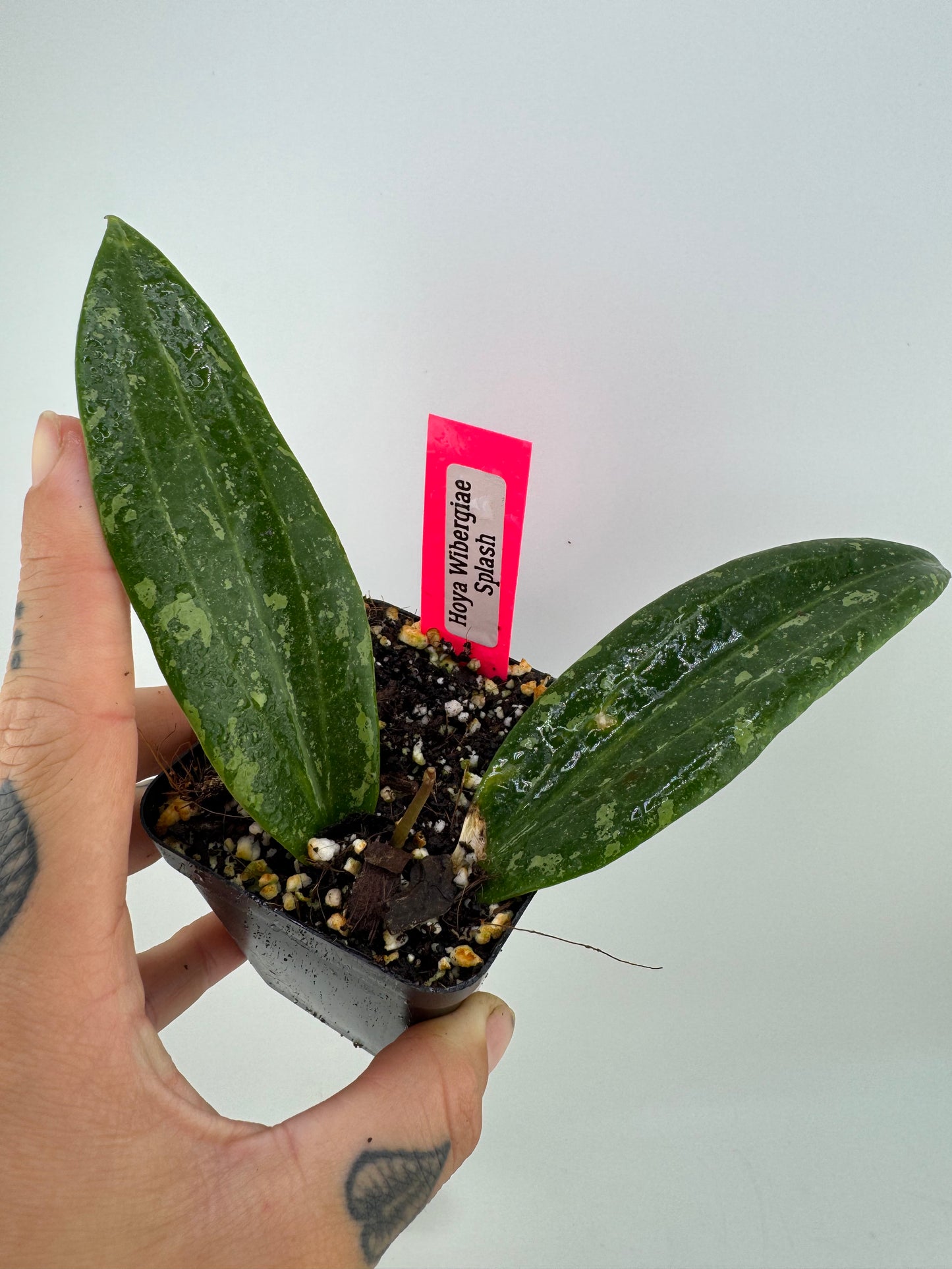 Hoya Wibergiae Splash