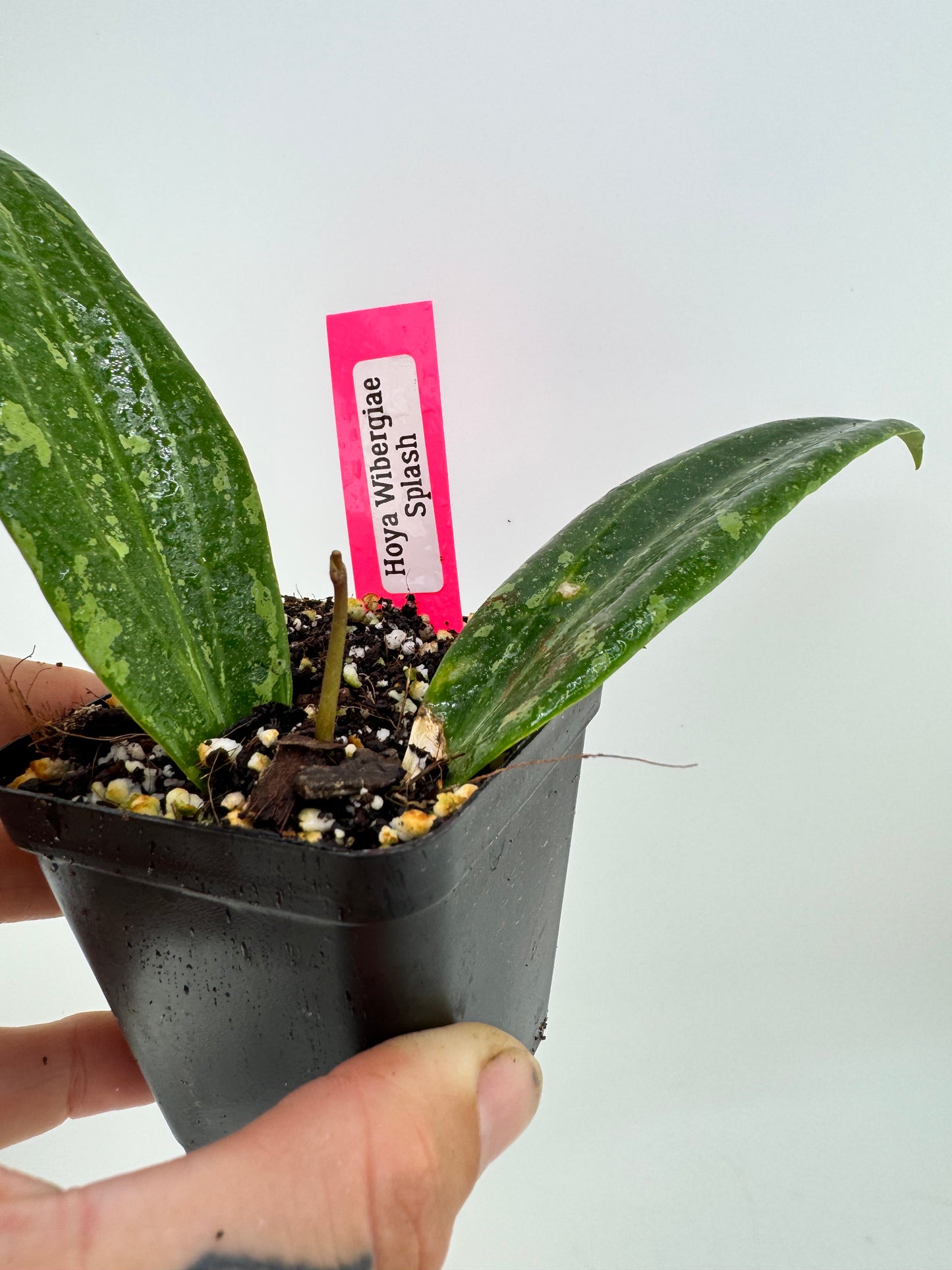Hoya Wibergiae Splash
