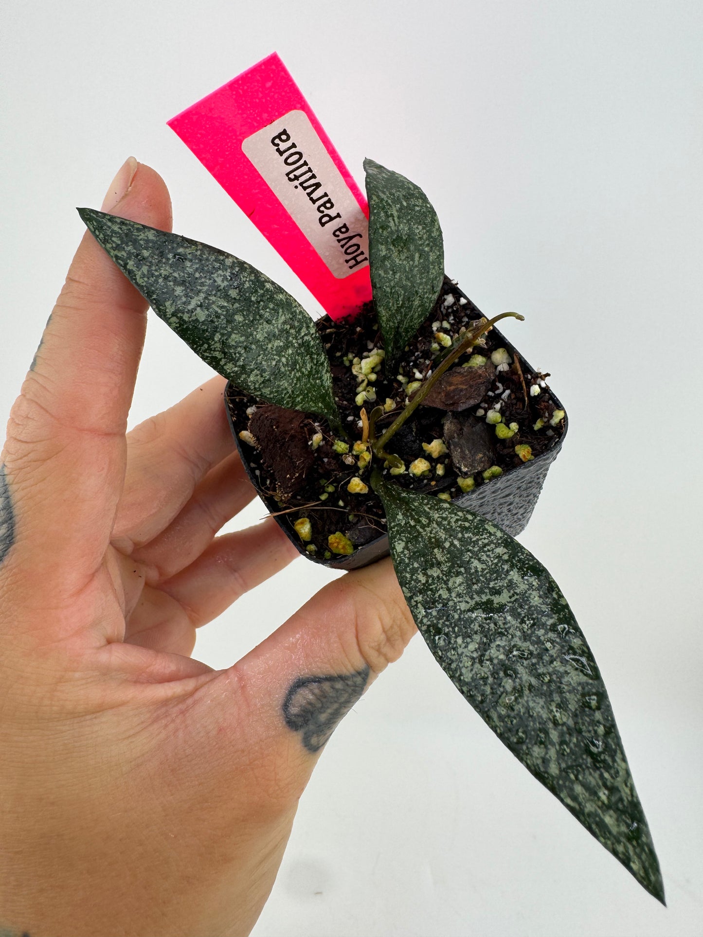 Hoya parviflora splash