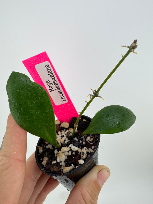 Hoya Lucardensaniana