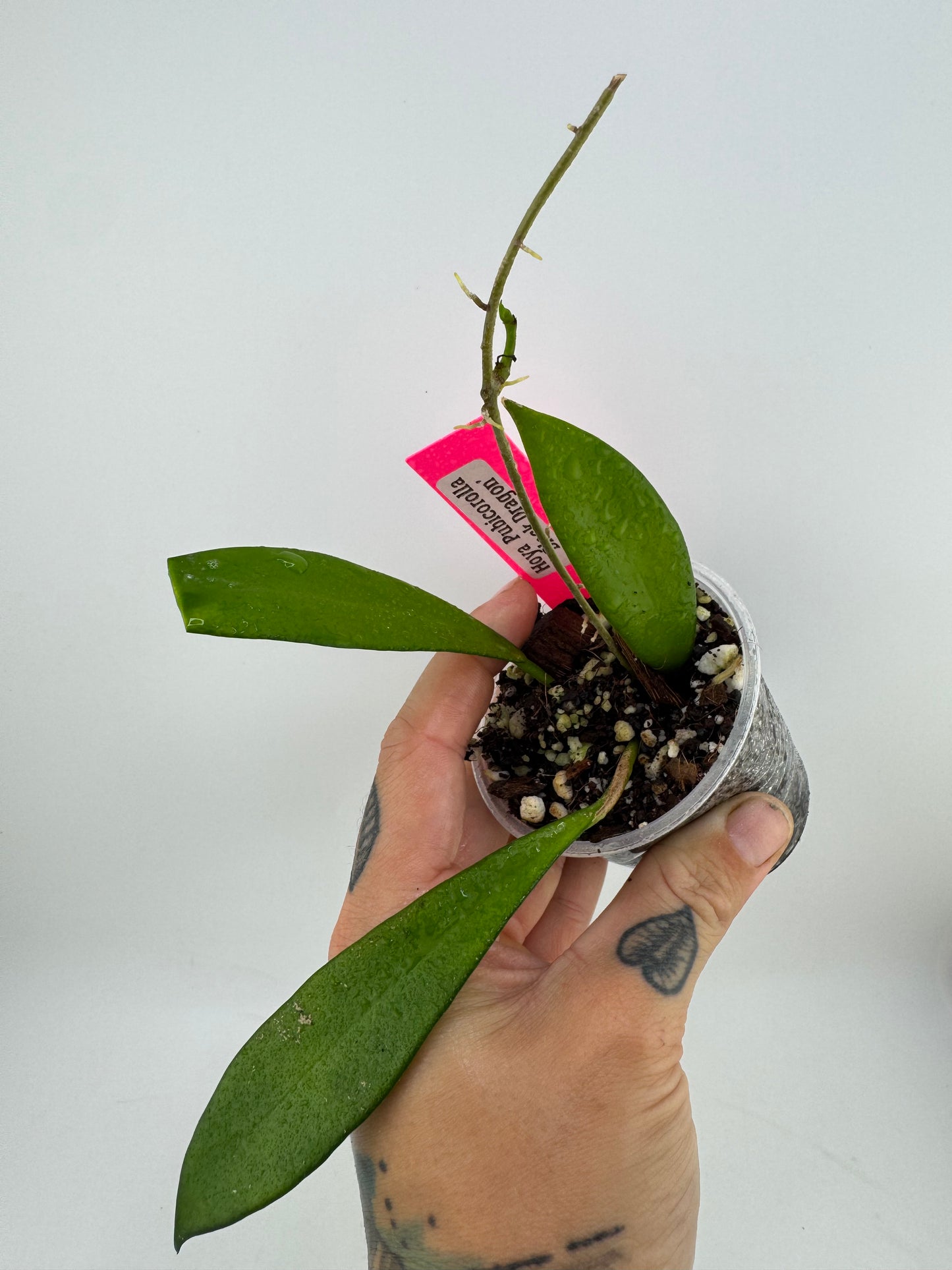 Hoya Pubicorolla ‘Black Dragon’