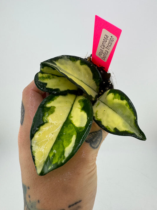 Hoya Carnosa exotica tricolor