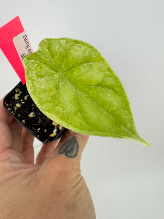 Alocasia Dragon Scale Aurea Variegated #3