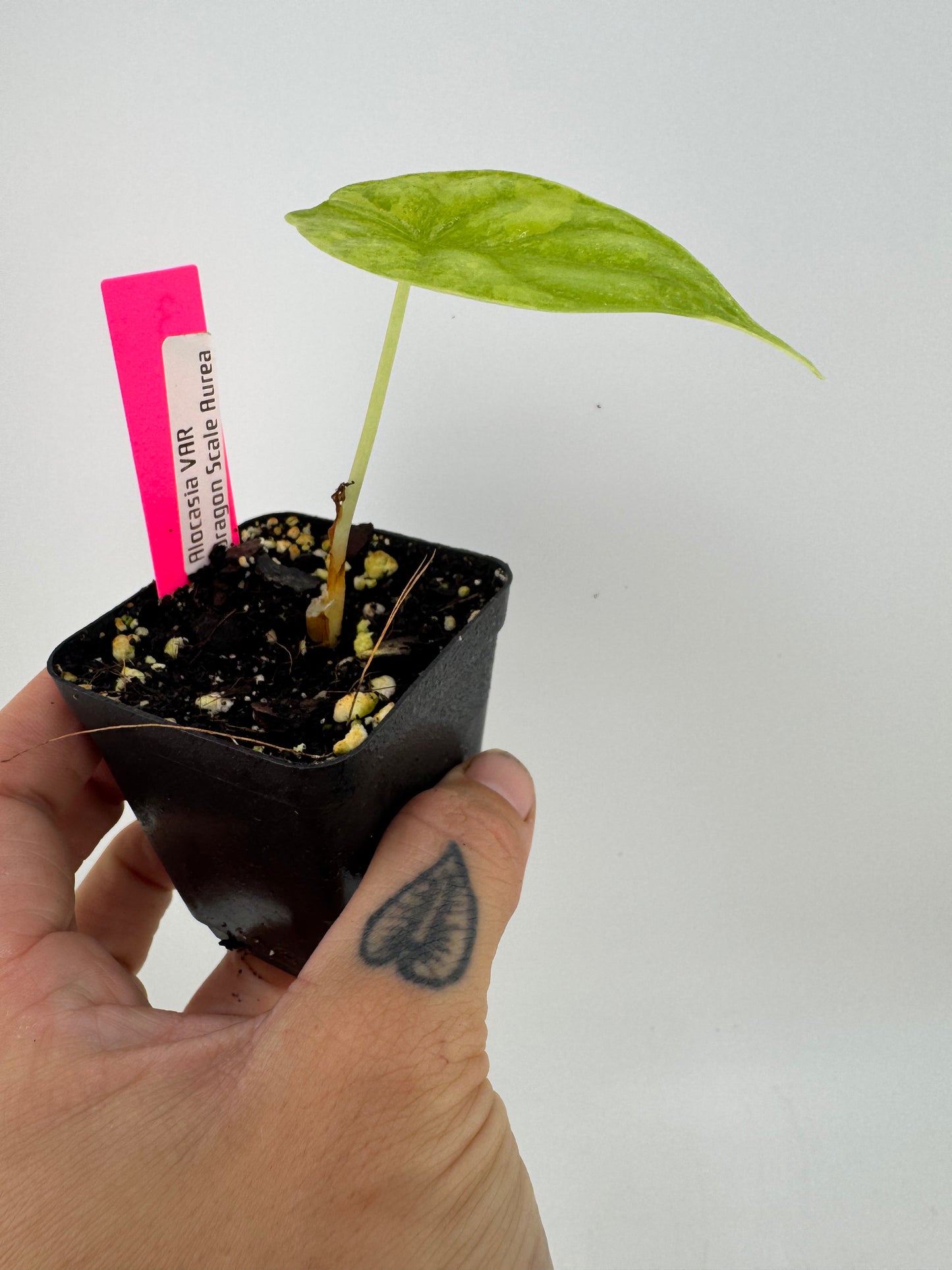 Alocasia Dragon Scale Aurea Variegated #3