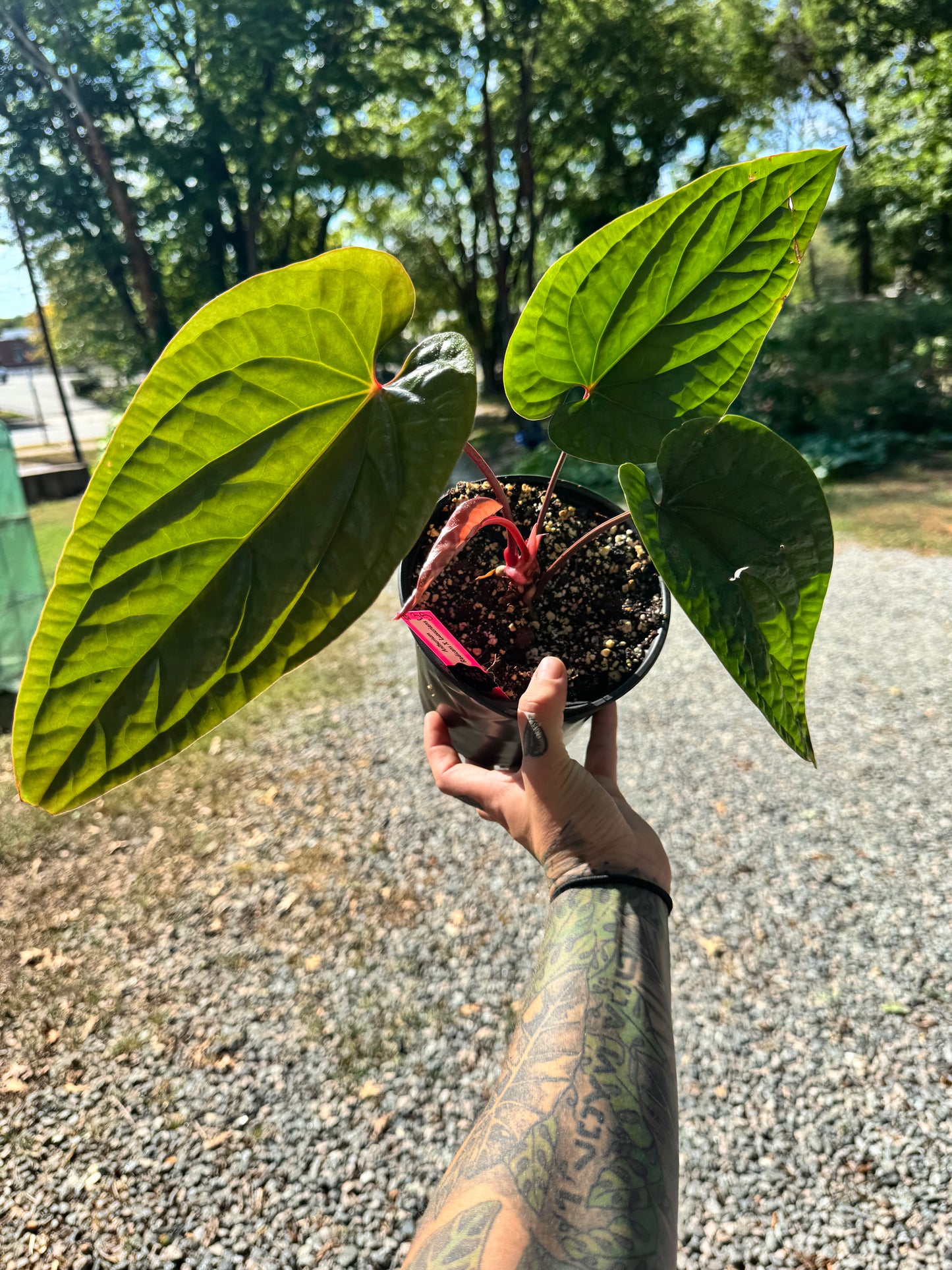 Anthurium Radicans X Luxurians