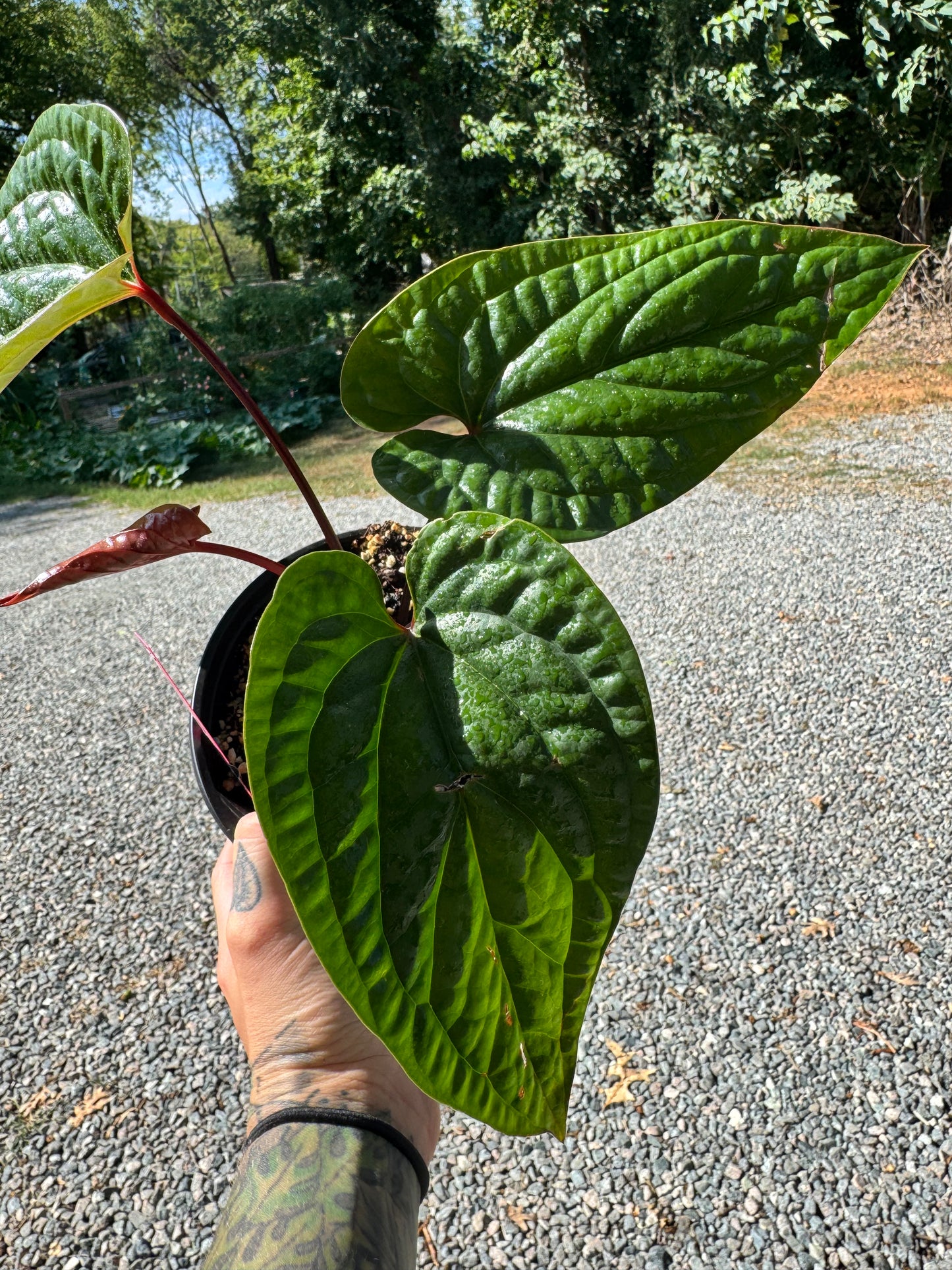 Anthurium Radicans X Luxurians