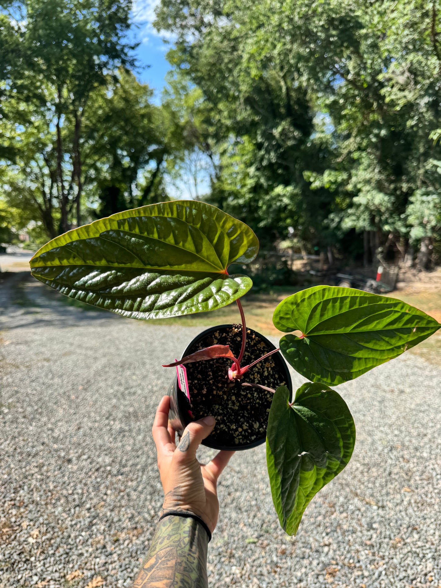 Anthurium Radicans X Luxurians