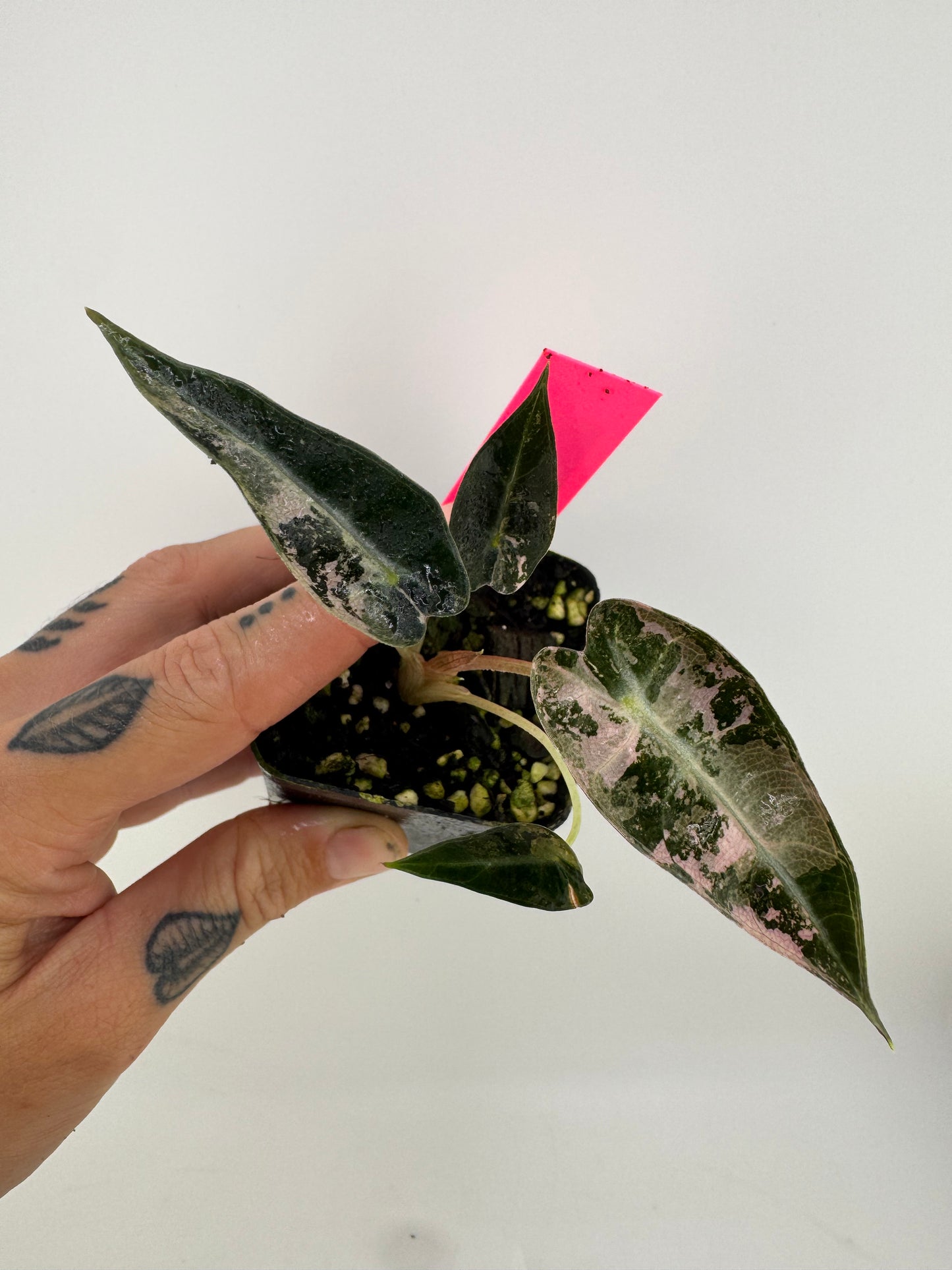 Variegated Alocasia Bambino #D Albo/Pink