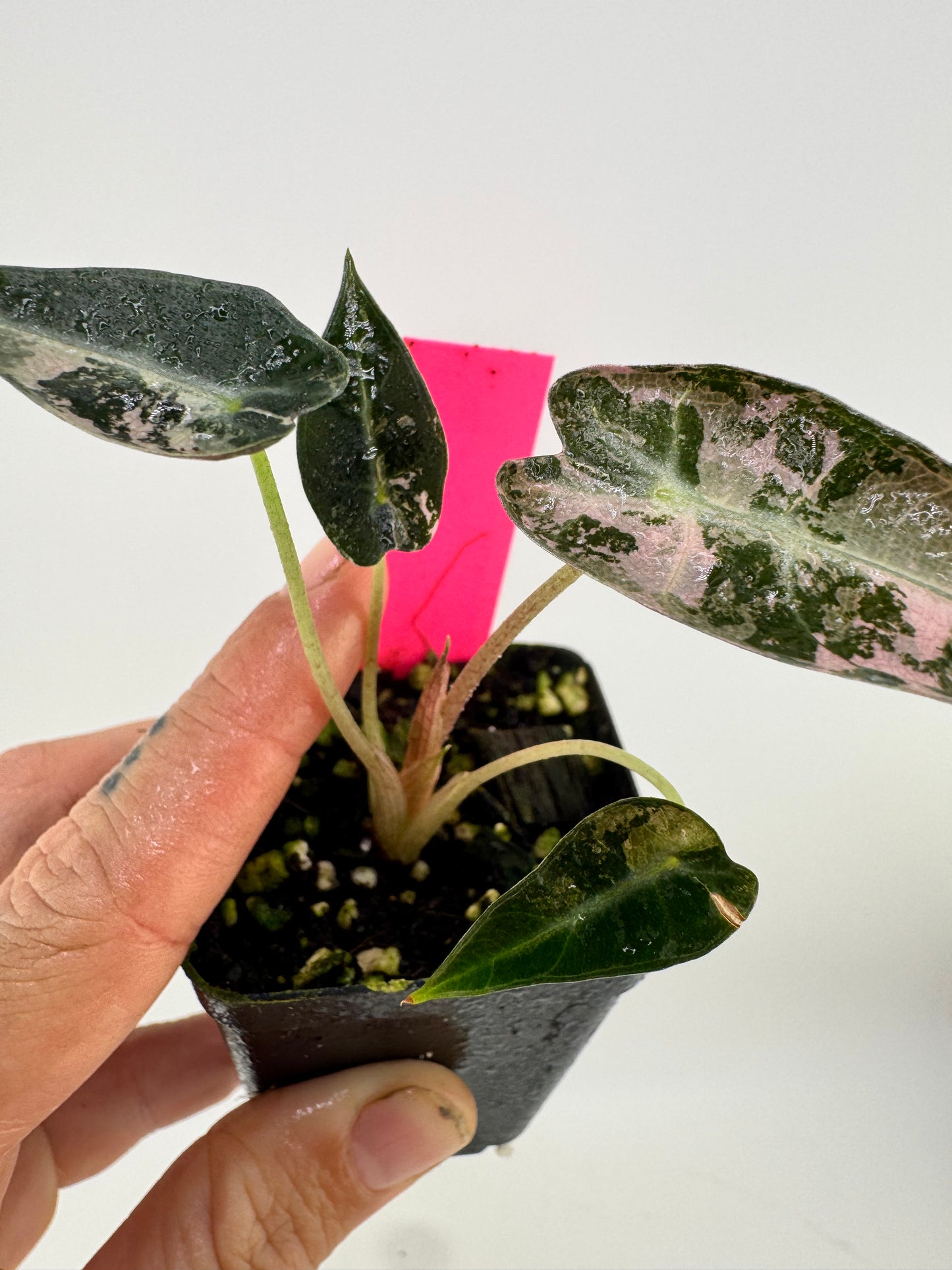 Variegated Alocasia Bambino #D Albo/Pink