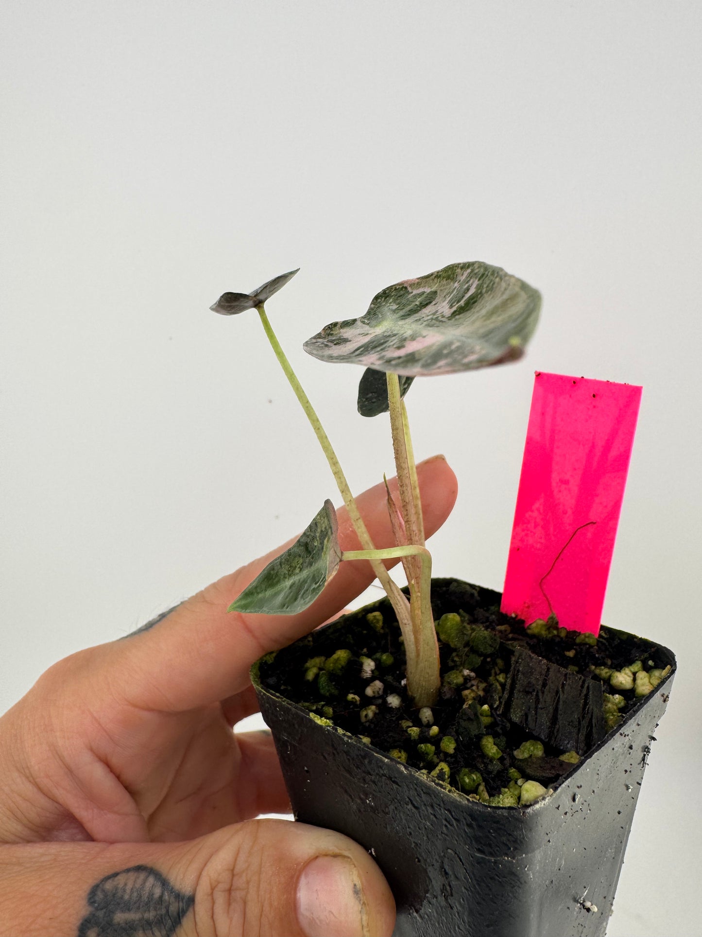 Variegated Alocasia Bambino #D Albo/Pink