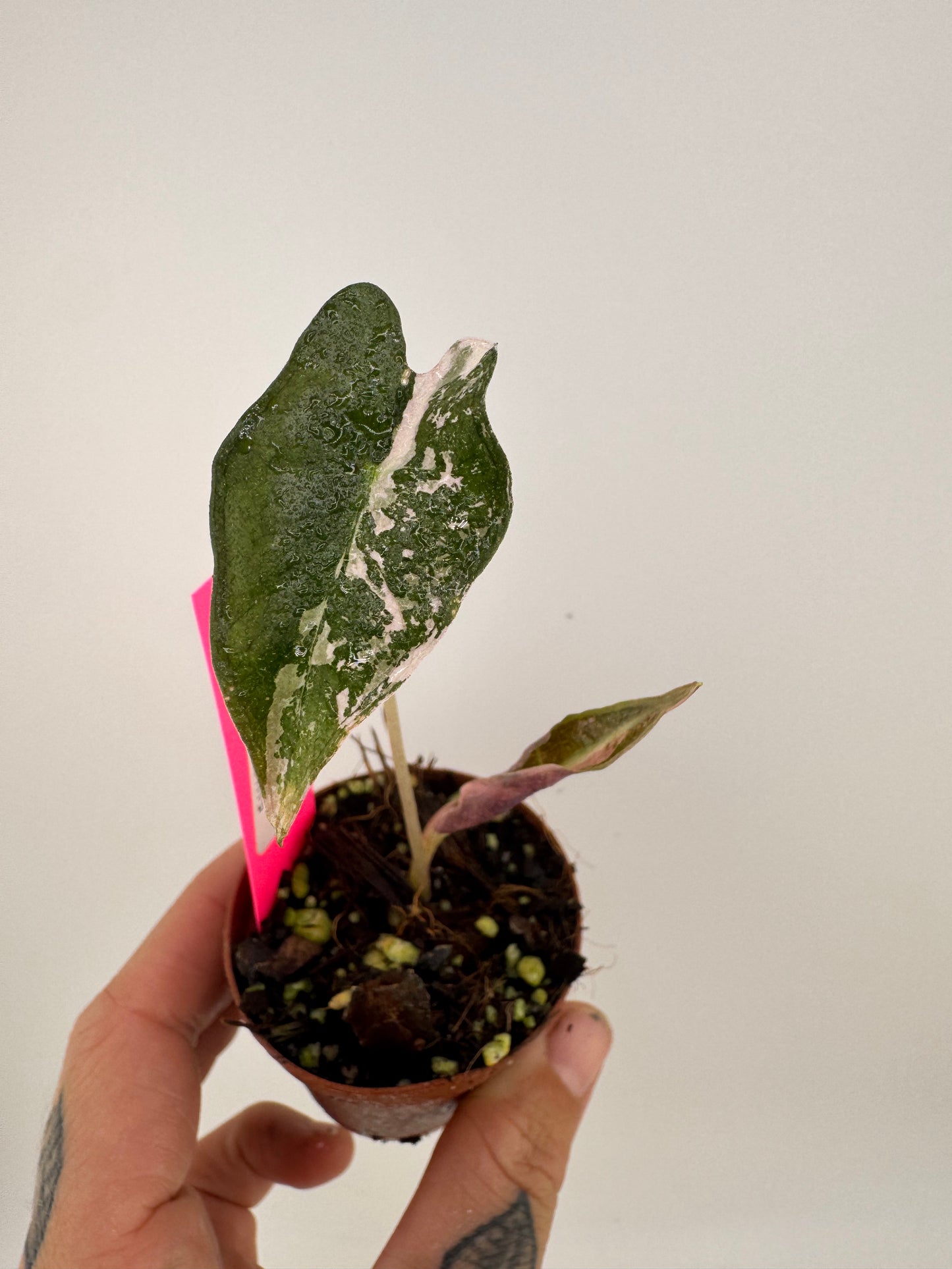 Alocasia Nobilis ‘Pink’ Variegated #2