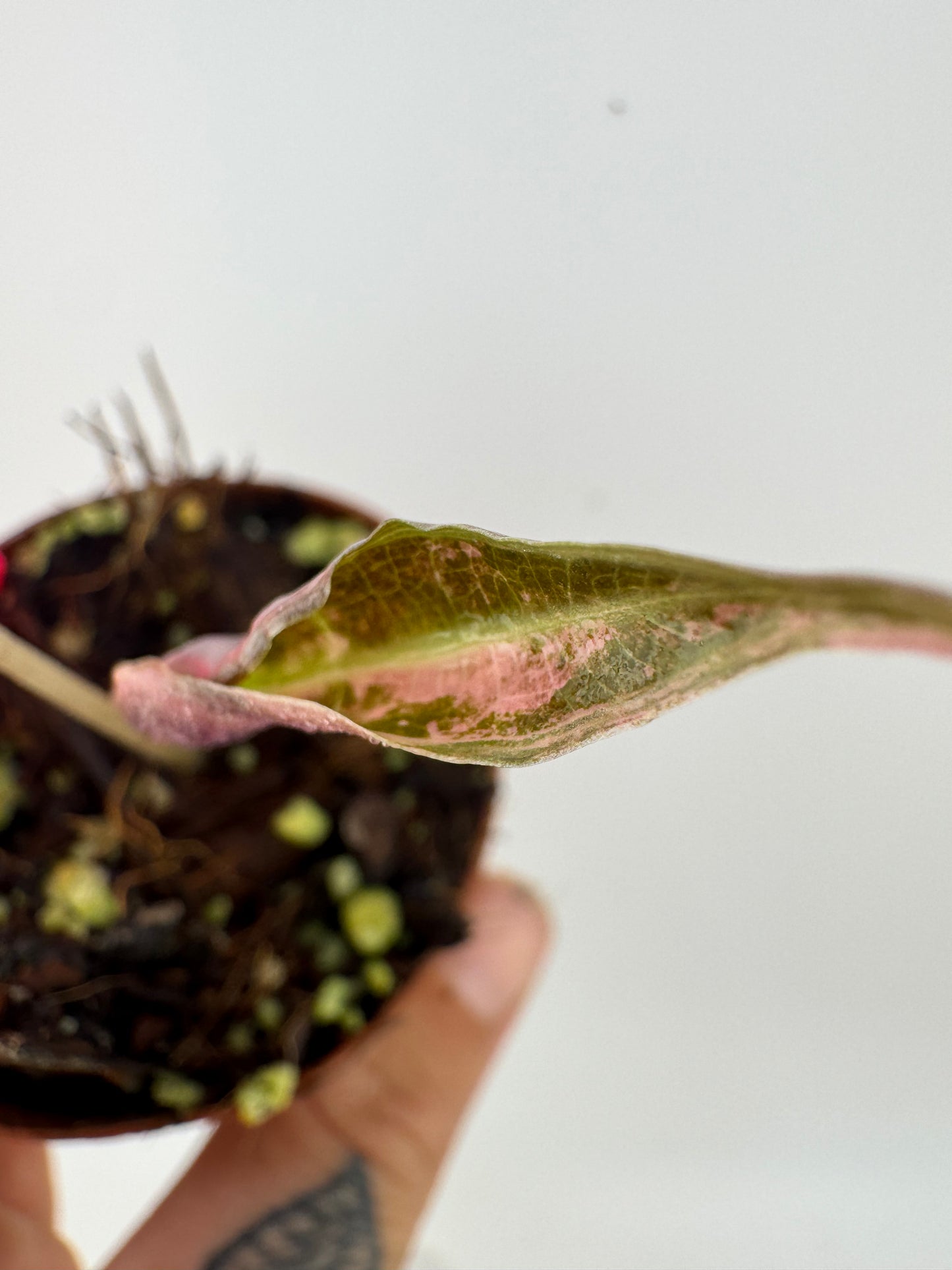 Alocasia Nobilis ‘Pink’ Variegated #2