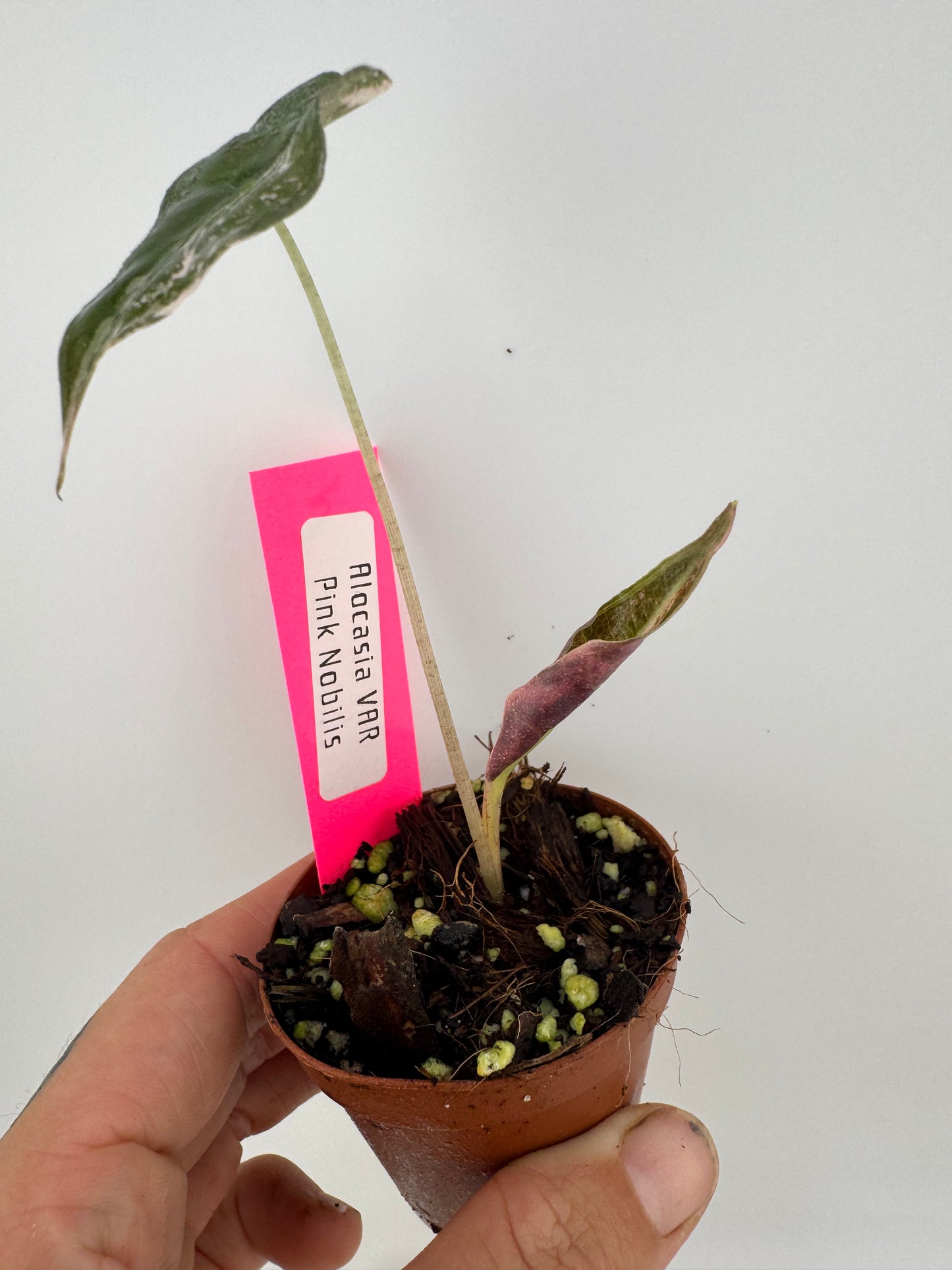 Alocasia Nobilis ‘Pink’ Variegated #2