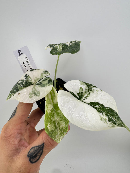 Alocasia Melo Variegated ‘Albo’ #2