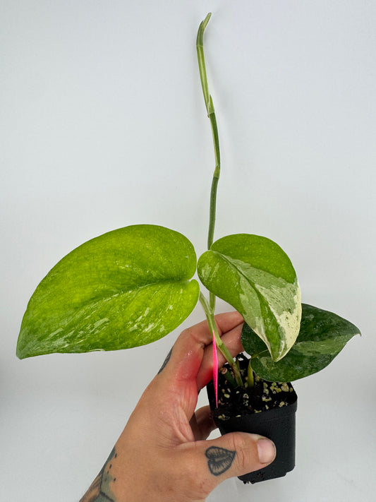 Scindapsus Dark Pictus Variegated