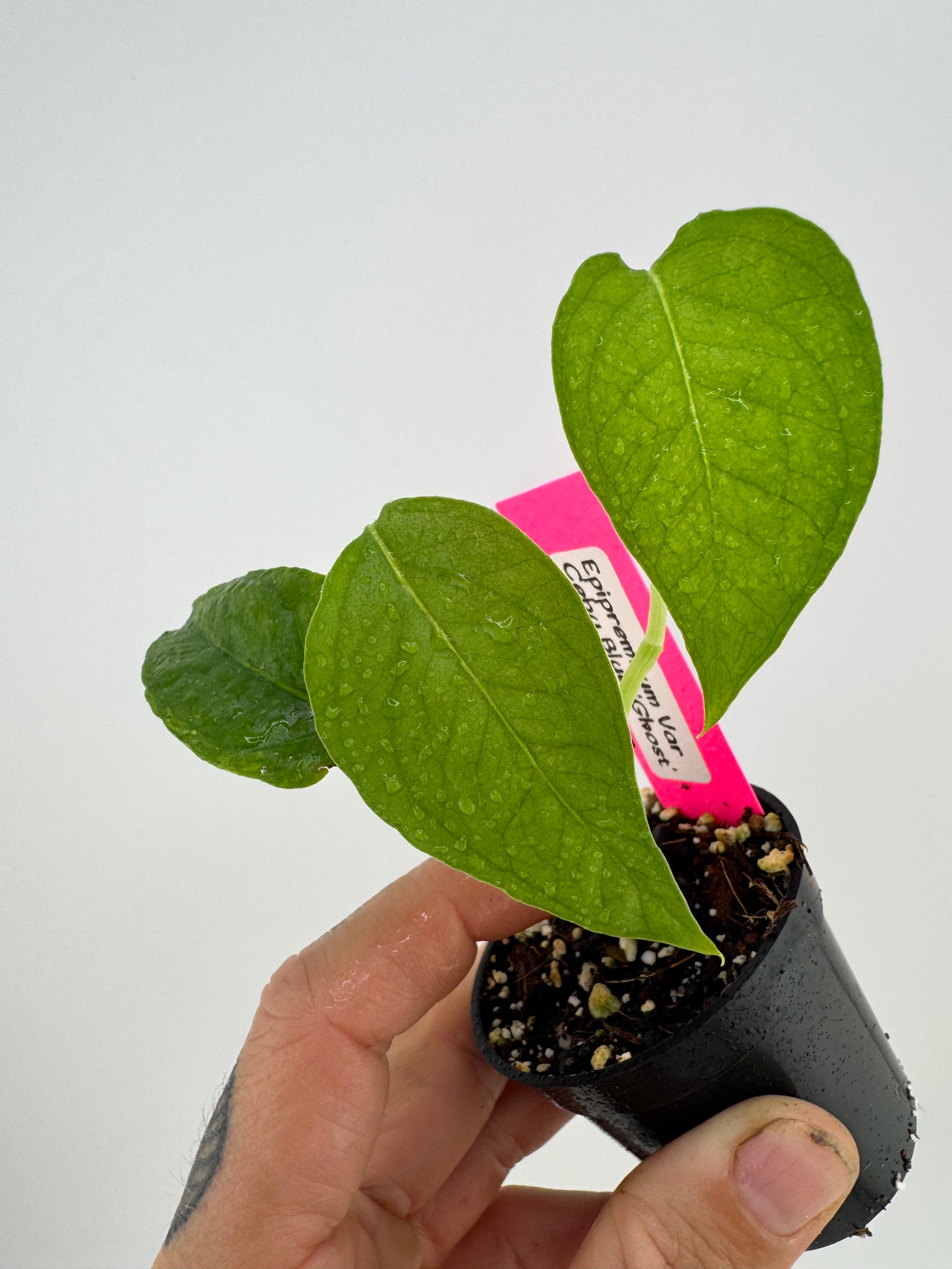 Epipremnum Cebu Blue ‘Ghost’ Reverted