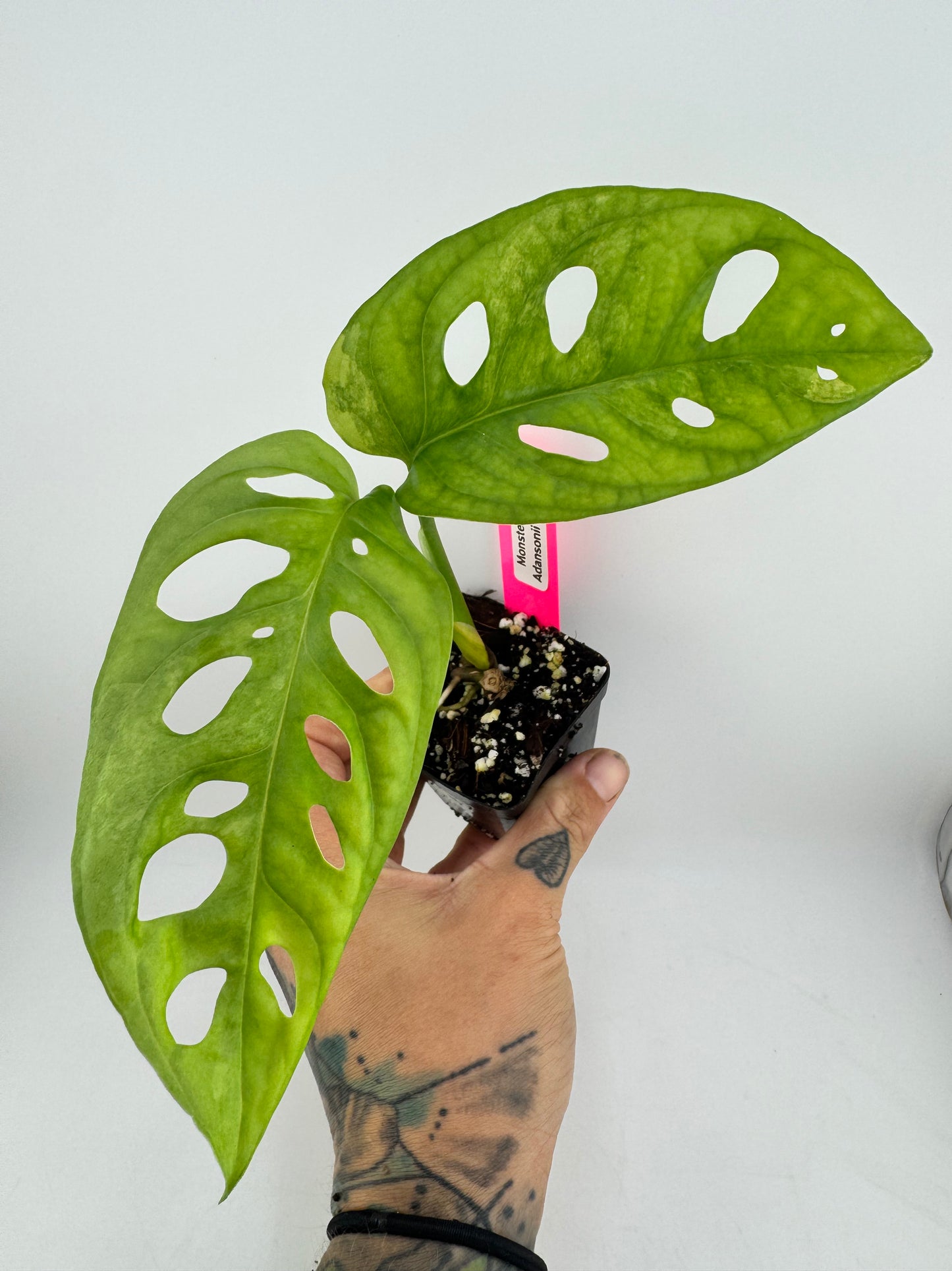 Monstera Adansonii Aurea Variegated