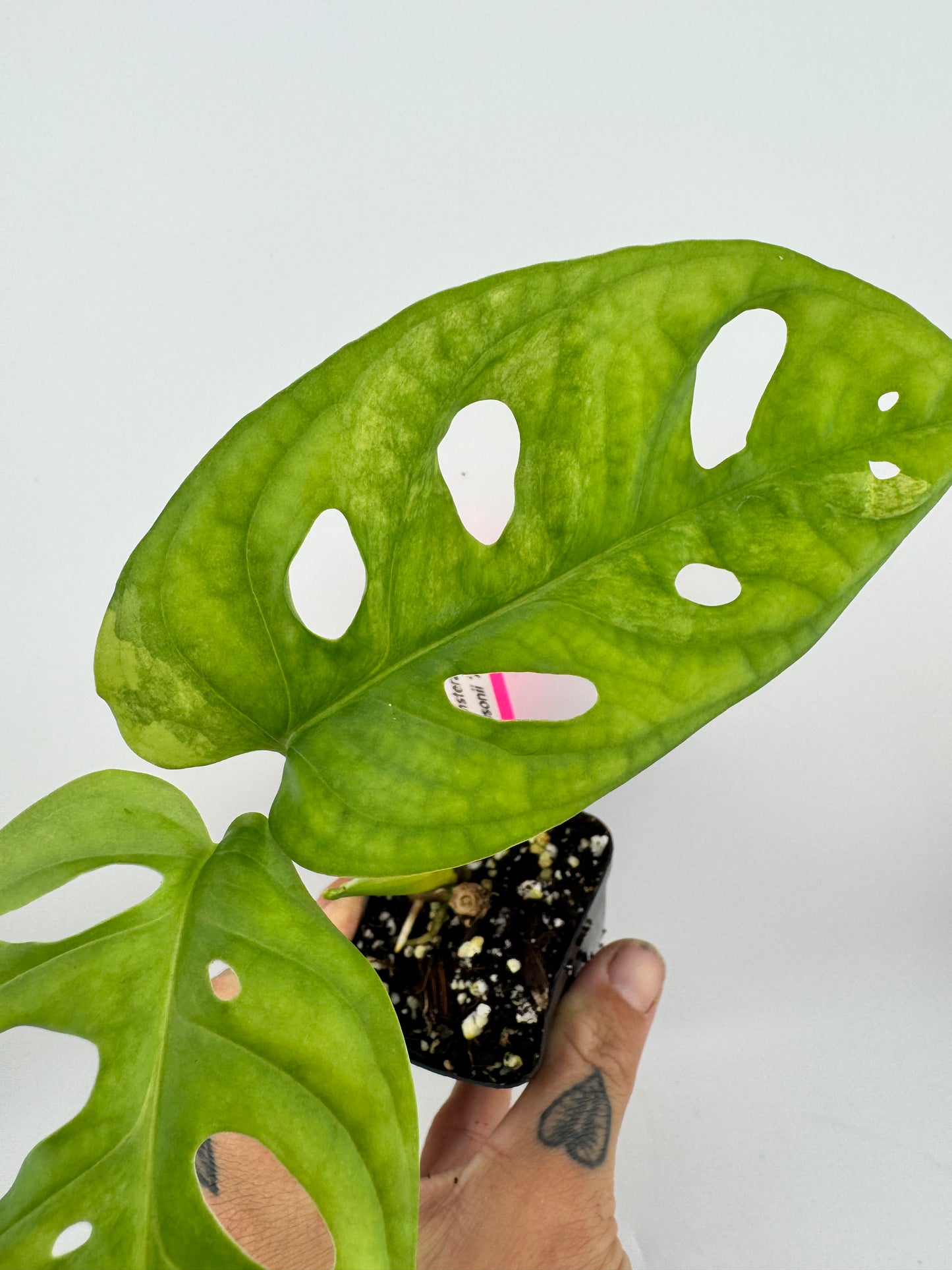 Monstera Adansonii Aurea Variegated