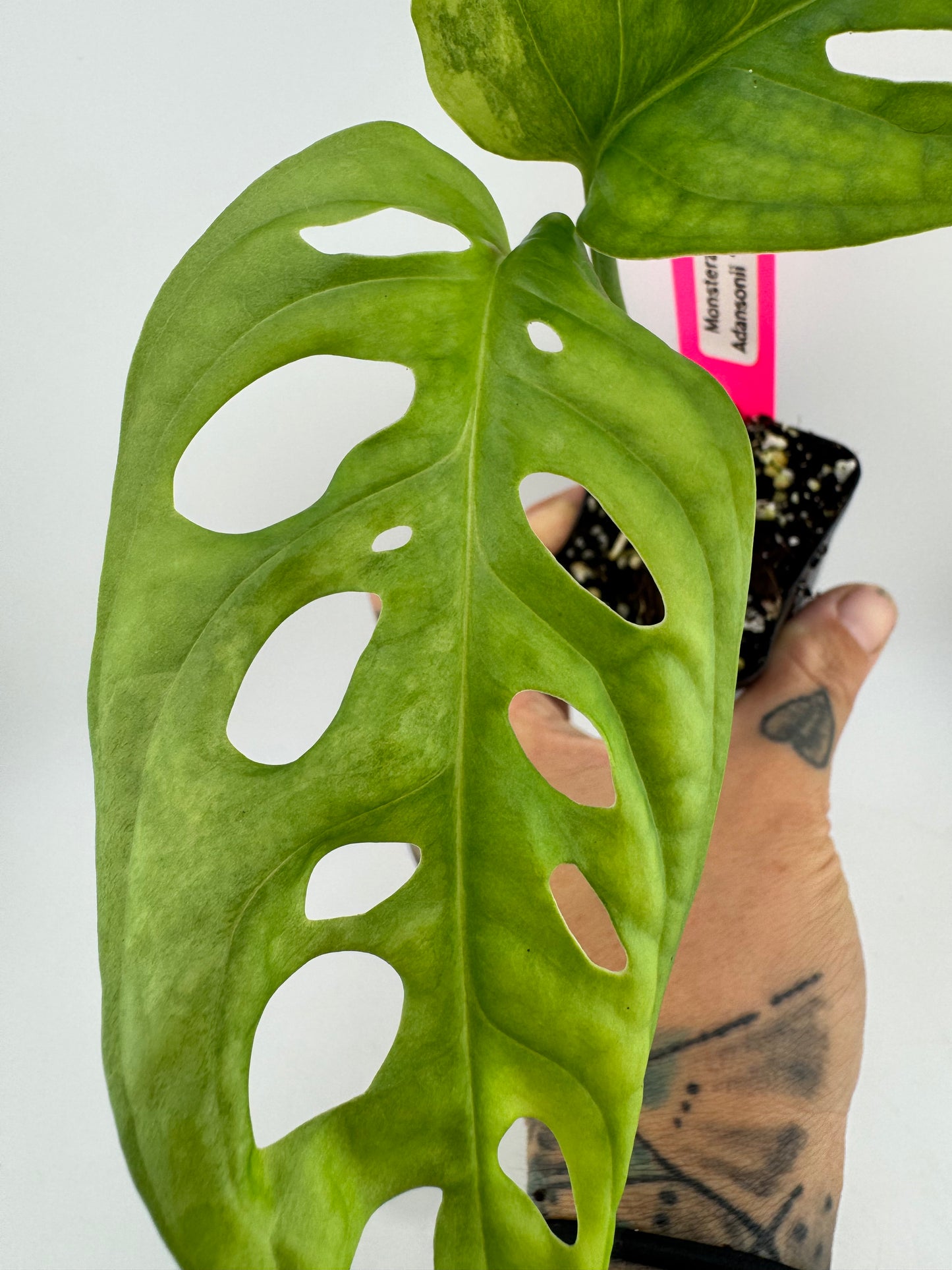 Monstera Adansonii Aurea Variegated