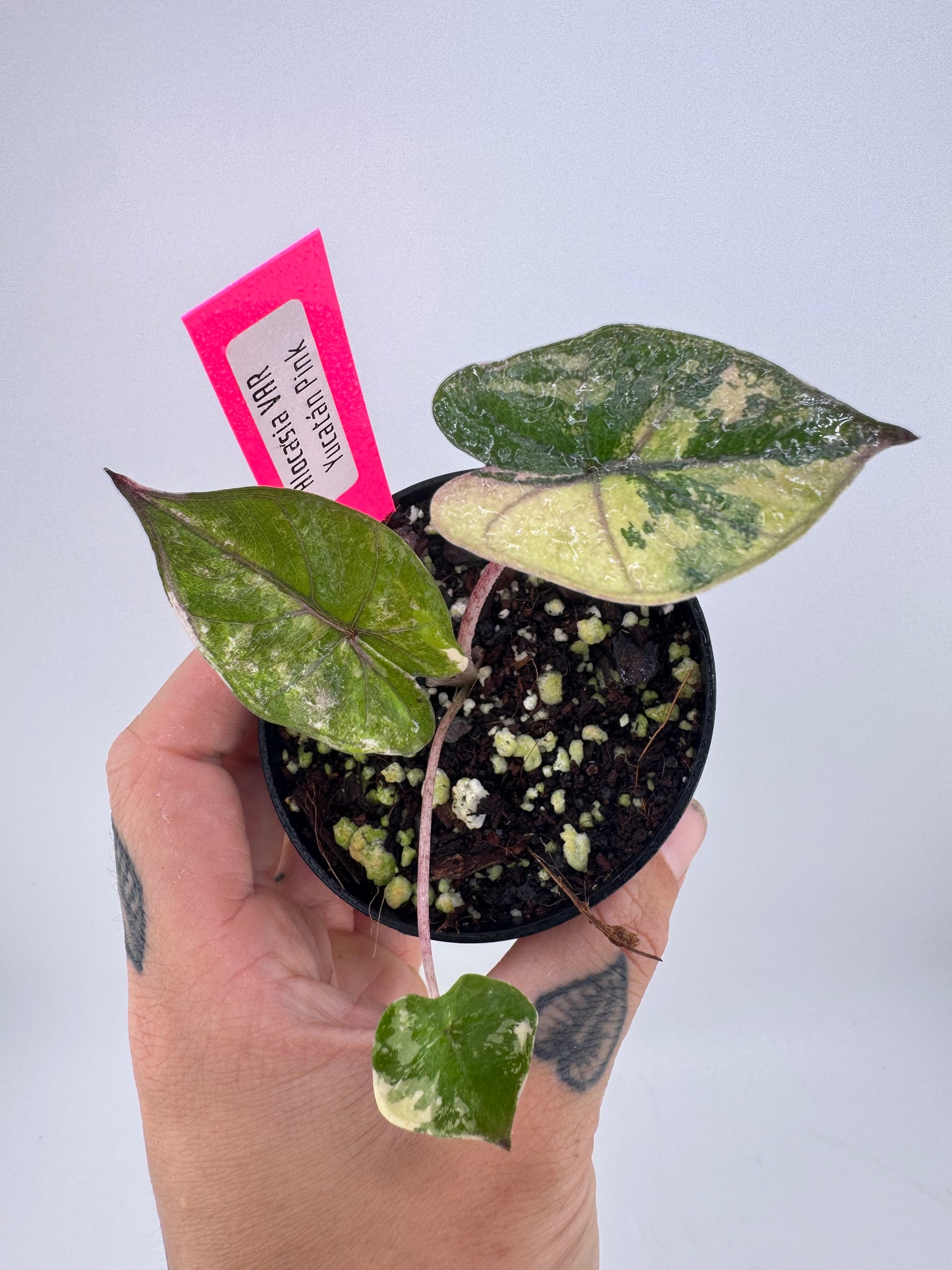 Alocasia Variegated Yucatán Princess ‘Pink’