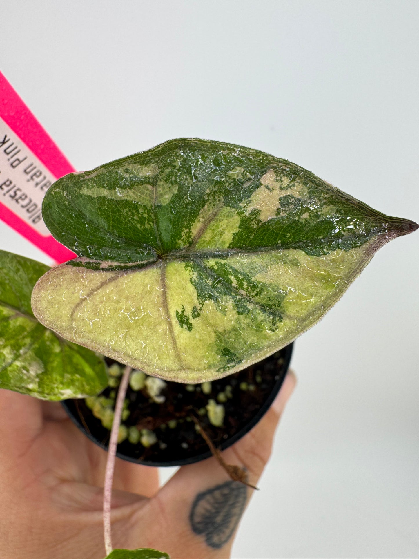 Alocasia Variegated Yucatán Princess ‘Pink’