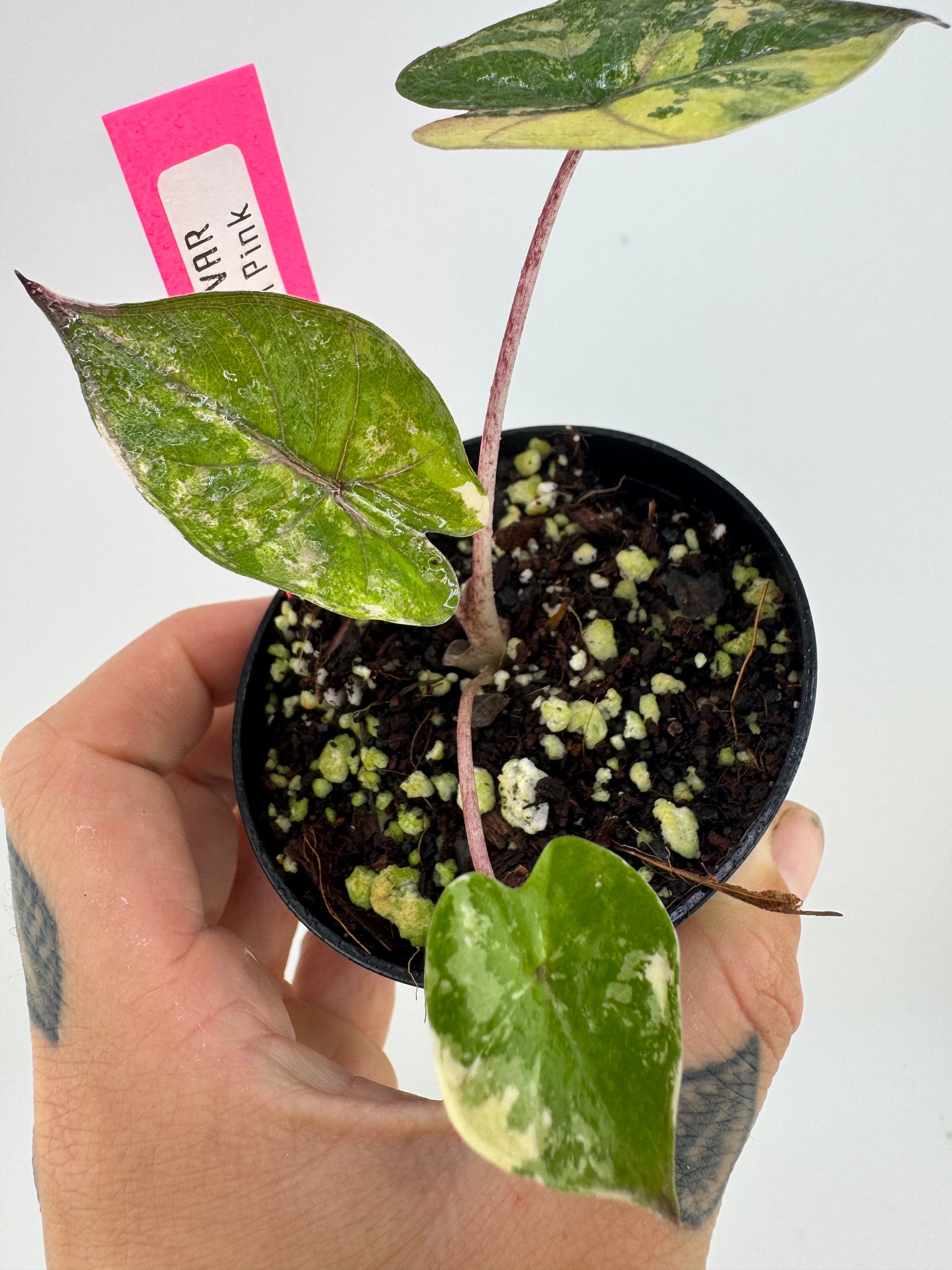 Alocasia Variegated Yucatán Princess ‘Pink’