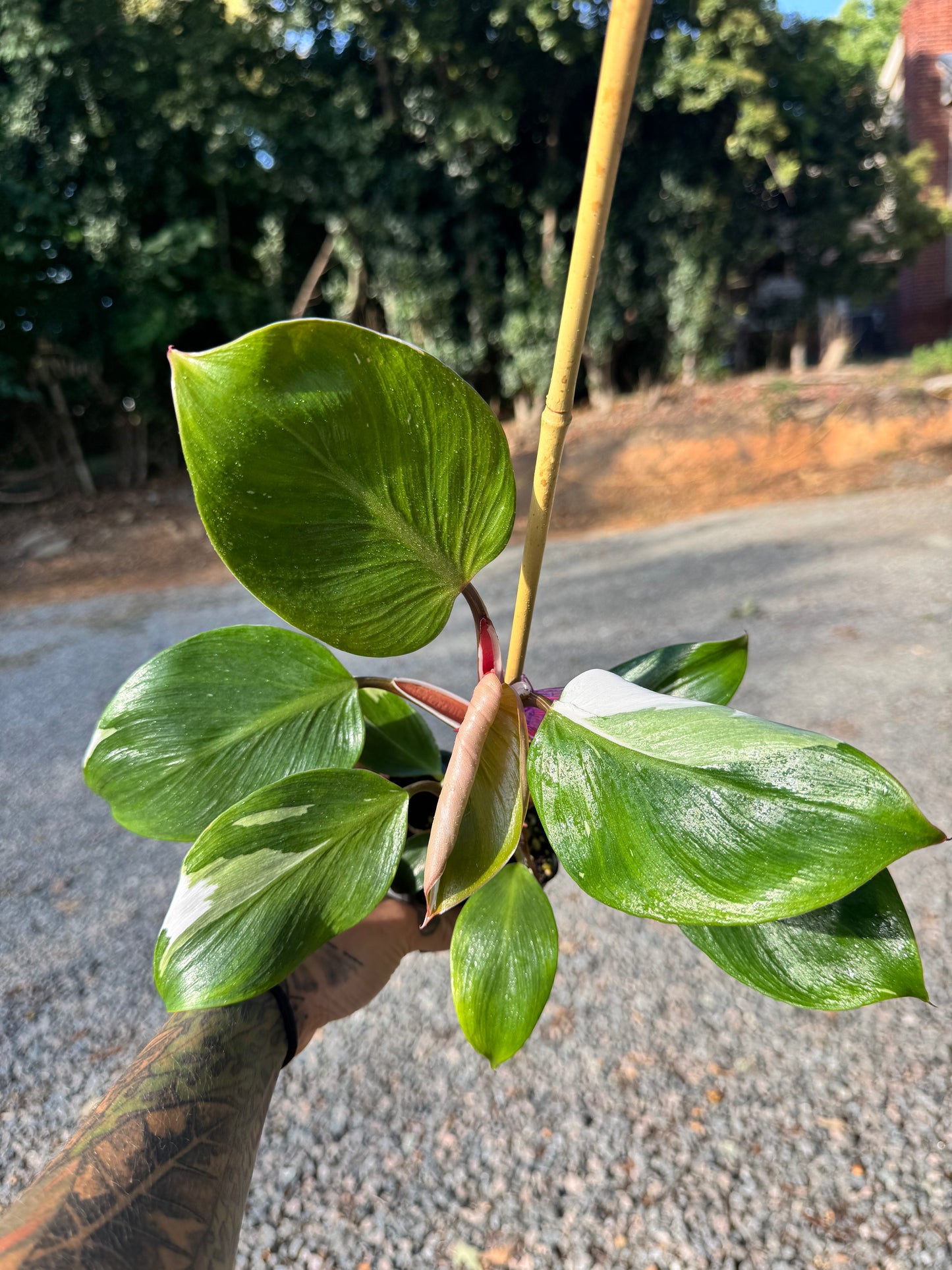 Philodendron White Knight
