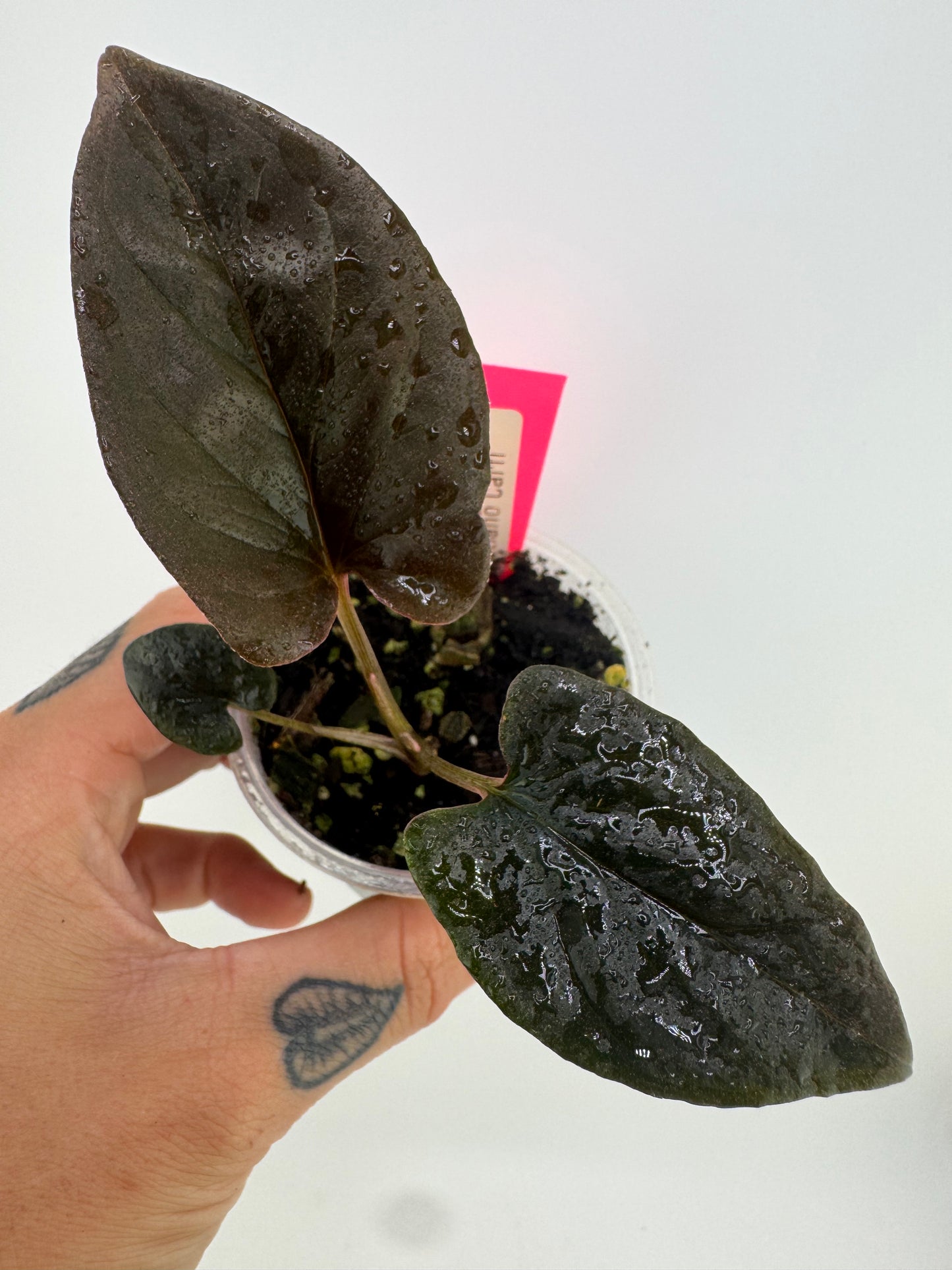 Syngonium llano carti