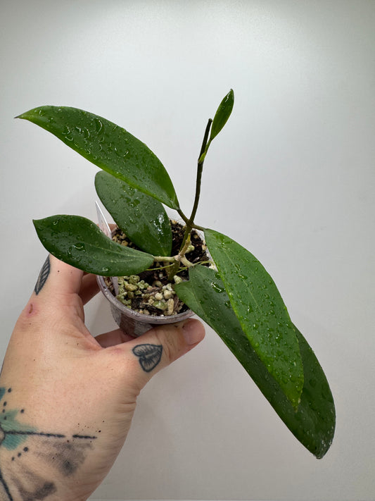 Hoya Merrillii ‘long leaves’