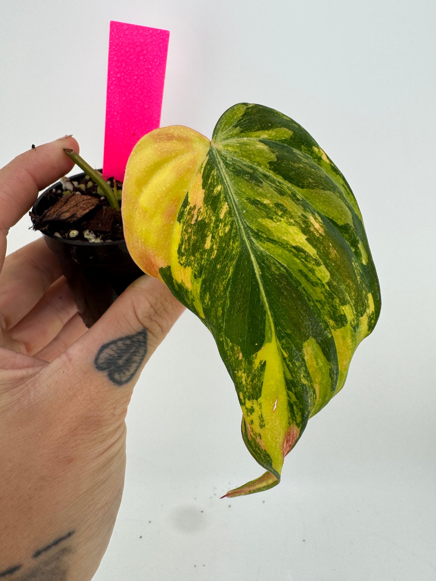 Philodendron Micans ‘Aurea’ Variegated