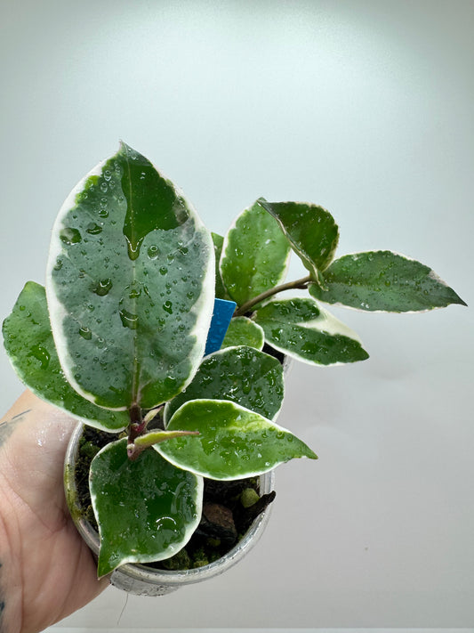 Hoya Carnosa ‘crimson queen’