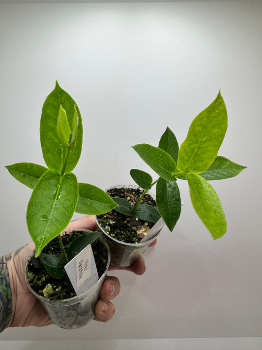 Hoya Densifolia