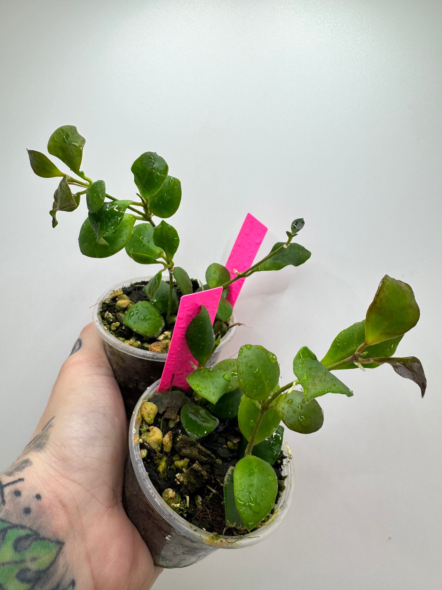 Hoya huschkeliana pink flower