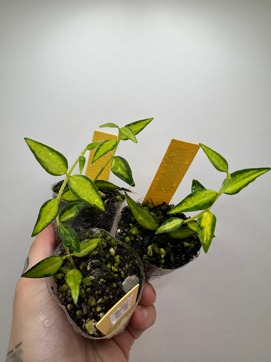 Hoya Bella Inner Variegated ‘Luis Bois’