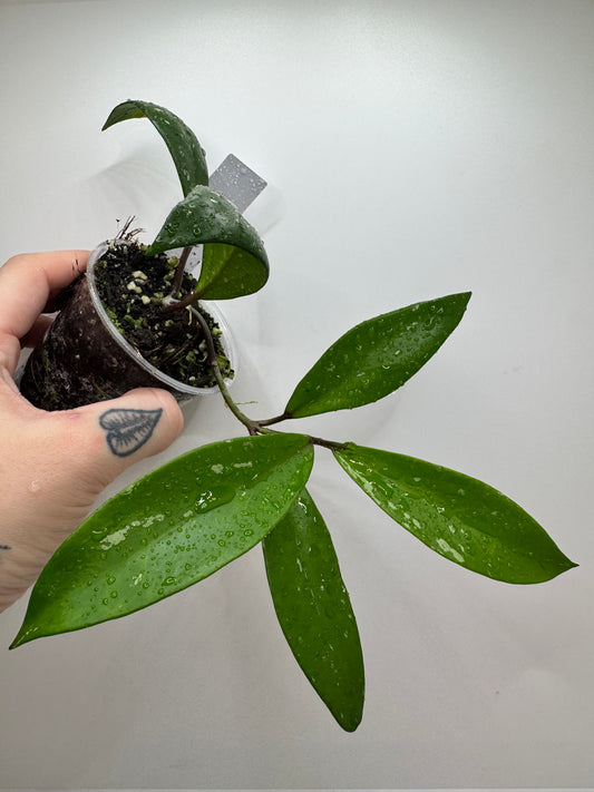 Hoya Pubicalyx ‘Royal Hawaiian Purple’