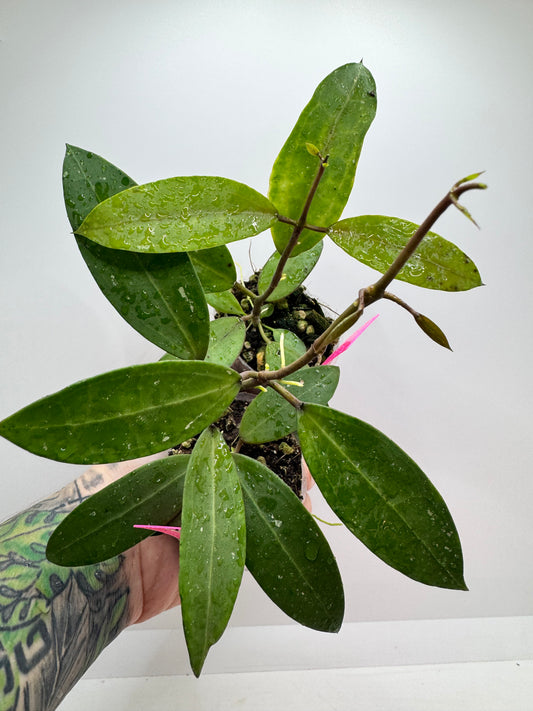 Hoya Verticillica ‘heart leaf’ X (UNK) open cross seedling