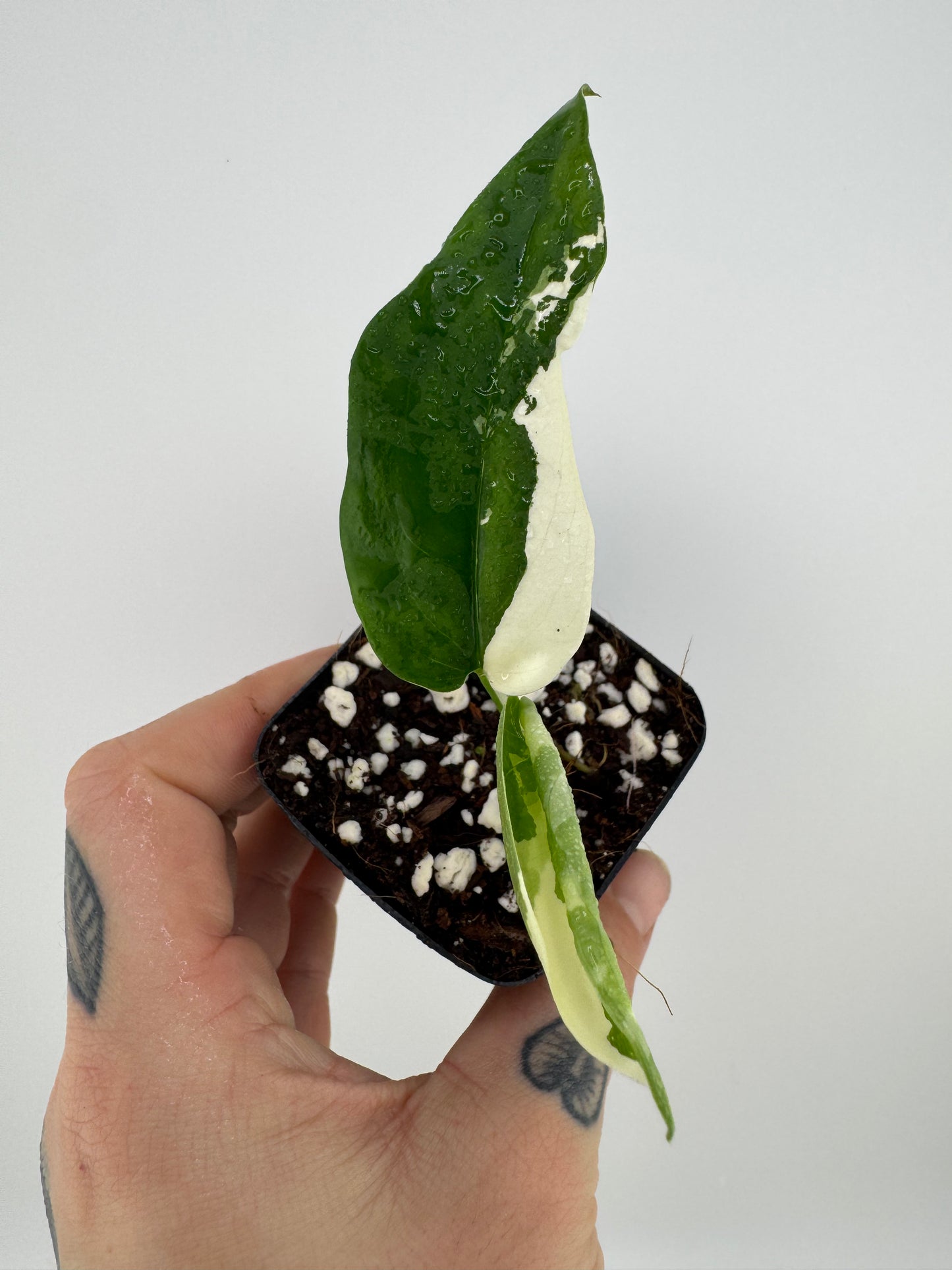 Syngonium Chiapense Variegated