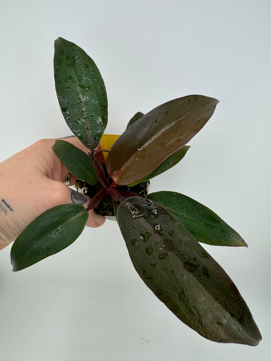 Philodendron Orange Princess REVERT