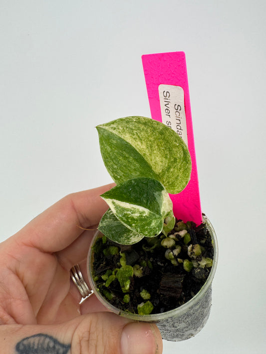 Scindapsus variegated Silver Splash