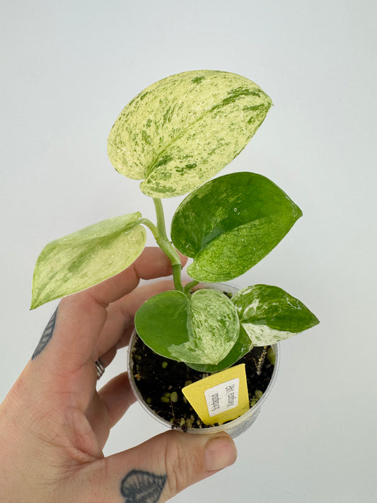 Scindapsus Variegated Mangurai